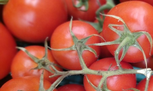 Can tomatoes survive winter in California