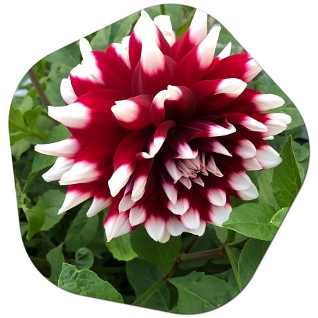 Dahlia in the Netherlands, Dahlia flower cultivation in the Netherlands, Dahlia flower prices in the Netherlands,