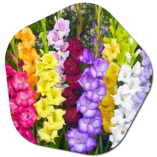 Do gladiolus grow in Southern California