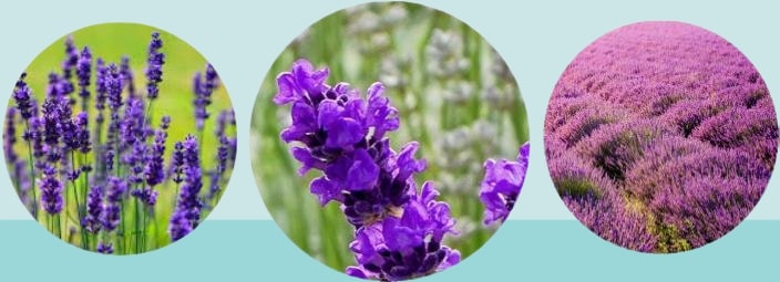 Does lavender grow naturally in Canada
