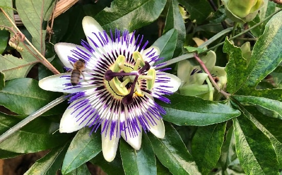 Does passion flower grow in the United States