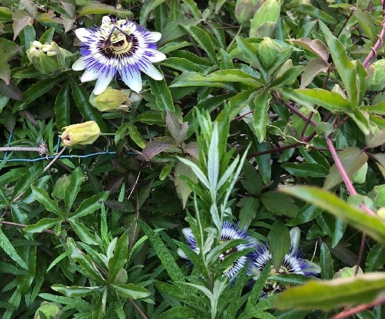 Does passionflower grow in Canada
