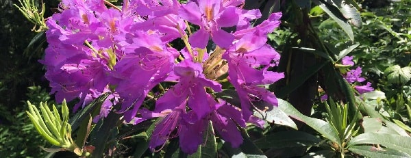 Does rhododendron grow in Germania
