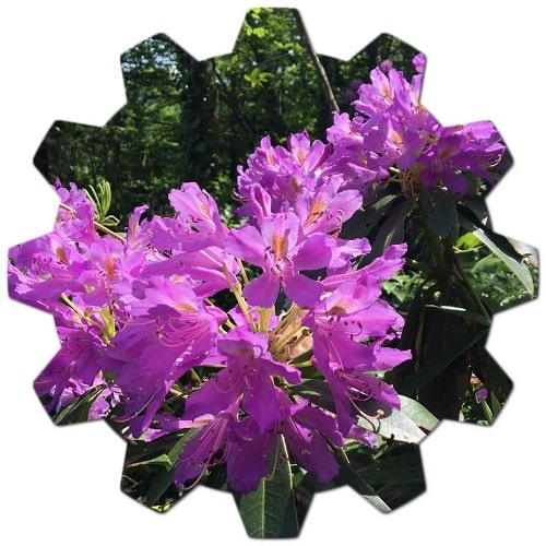 How do you care for a Rhododendron Germania