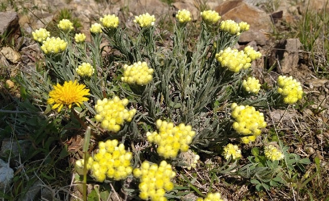 What are the best growing conditions for Helichrysum in the UK?
