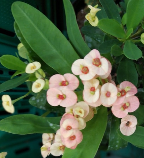 How to Care for a Crown of Thorns in Pots in the USA