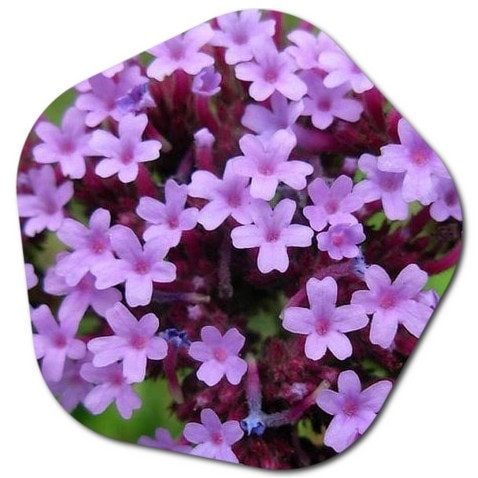 How to care for Verbena in California