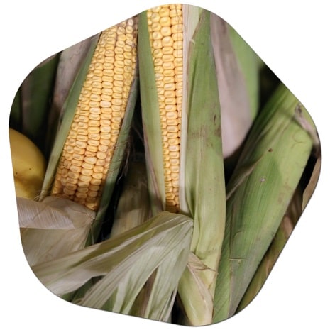 Is maize grown in Canada