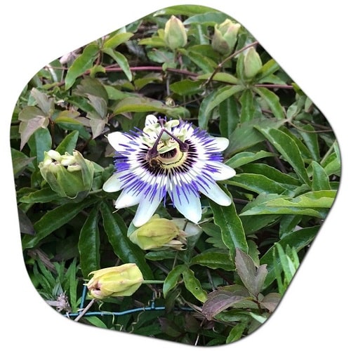 Is passion flower native to the United States