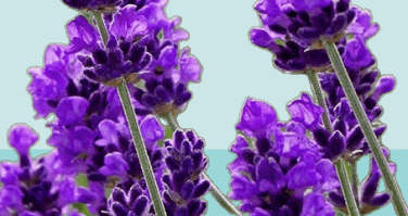 Lavender canada