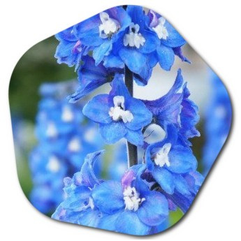 Top 10 Most Popular Blue Flower Names in the US