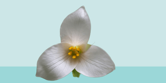 What Are America's 10 Most Popular Endemic Flowers?