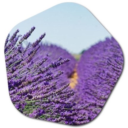 What Are America’s 10 Most Popular Purple Flowers
