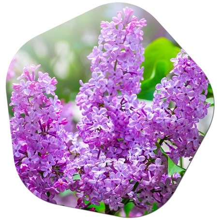 What are the 10 Most Popular Purple Flowers in the United States