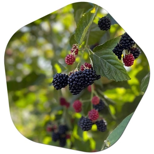 What are the easiest fruits to grow in Scotland