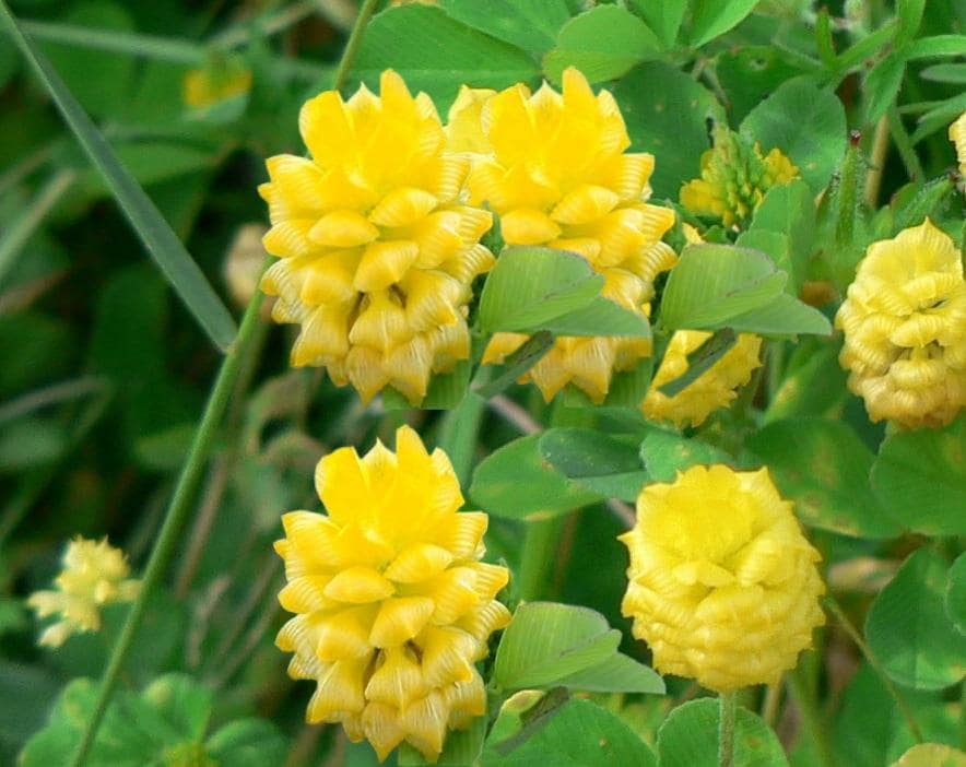 What is a traditional Irish flower?