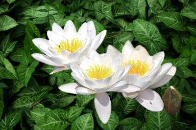What is the Egyptian lotus flower called