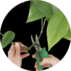 What is tip pruning for plants