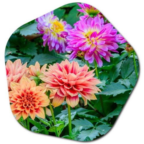 When should you plant dahlias in Washington state