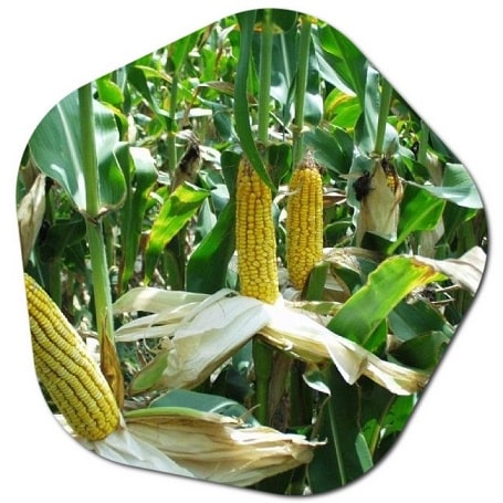 Where corn grows in Canada