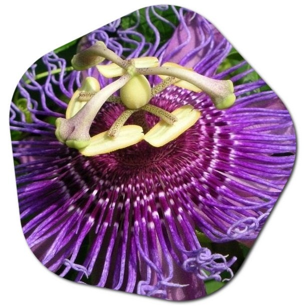 Where does purple passionflower grow in Canada