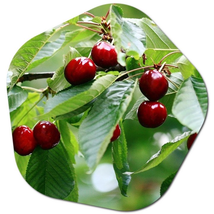 Which states grow most cherries