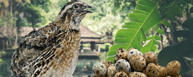 Are quail eggs healthier than chicken eggs