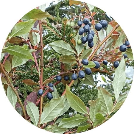 Can blueberries grow in Panama