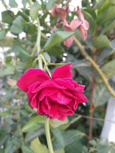 Do roses have health benefits? Human benefit of the rose 