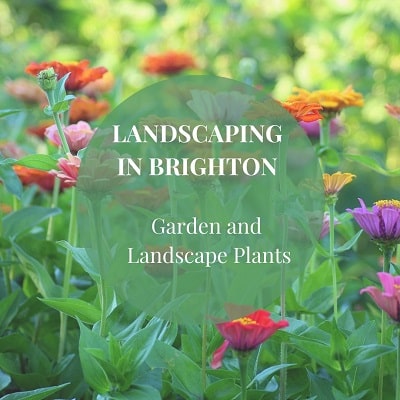 The best plant species for landscaping and gardening in Brighton