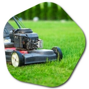 How do you maintain grass in Phoenix