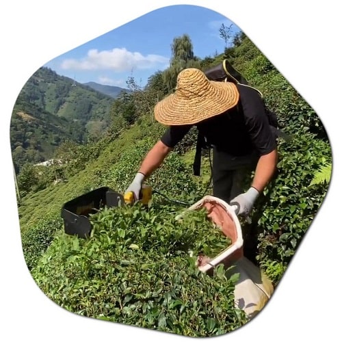 How is green tea harvested in Japan