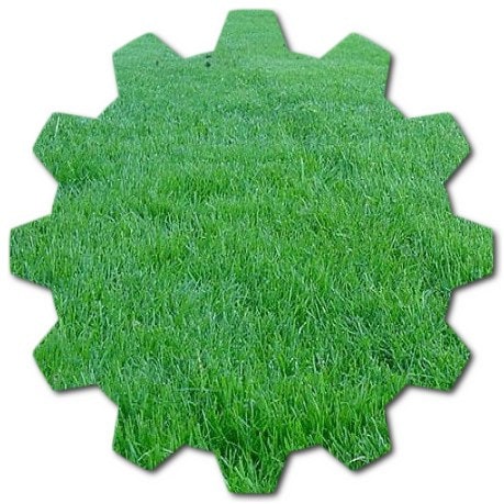 How often is Honolulu grass cut The most suitable lawn for Honolulu