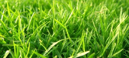 How often should you fertilize your lawn in Florida