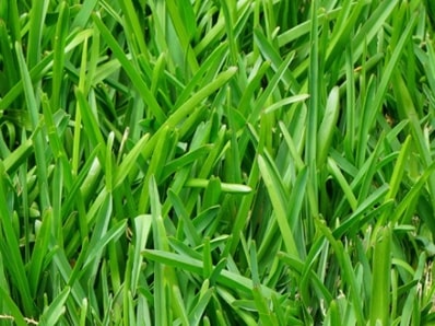 How to care for the lawn in Tallahassee