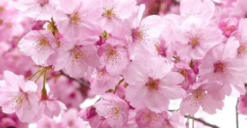 Information about the Japanese Sakura flower