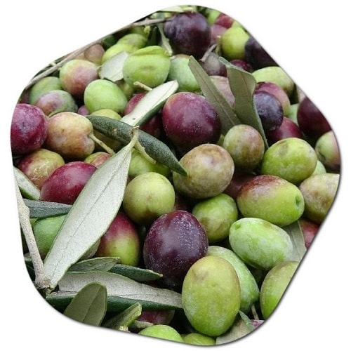 Olive tree properties

