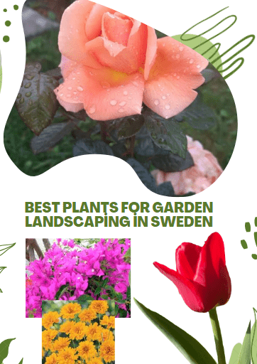 The best plants for garden landscaping in Sweden