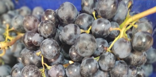What are the benefits of black grapes