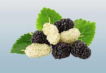 What are the good effects of mulberry?