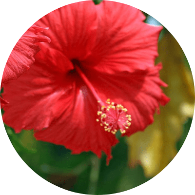 What are the popular varieties of flowers grown in Panama