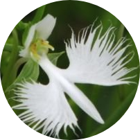 What is the famous flower in Panama
