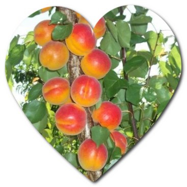 What is the health benefit of apricot