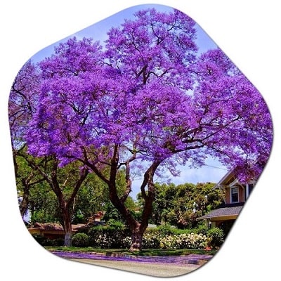 What is the most beautiful flowering tree in the world