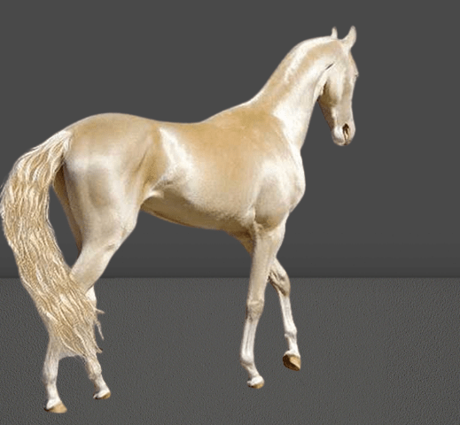 What is the rare horse in Turkmenistan