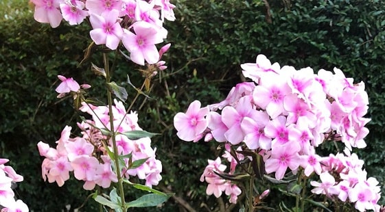 What phlox blooms in late summer