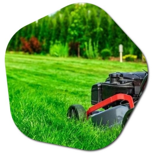When should Montgomery garden grass be cut