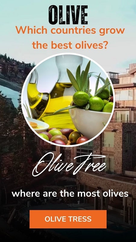 Which countries grow the best olives, Top 5 olive producing countries