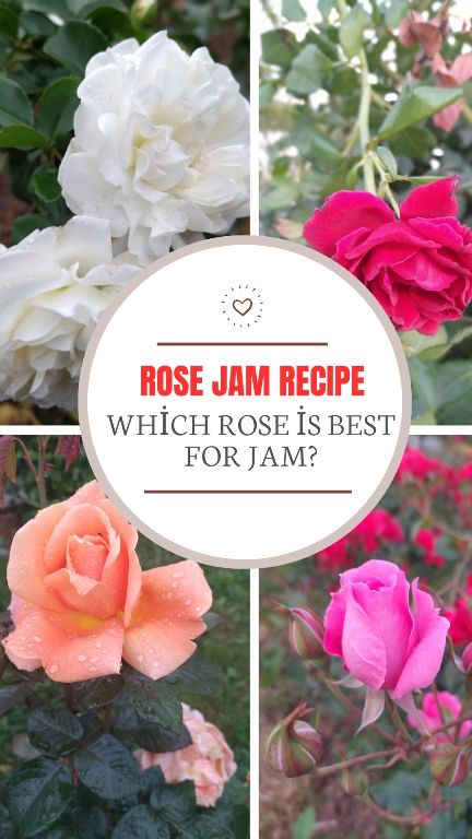 Which rose is best for jam