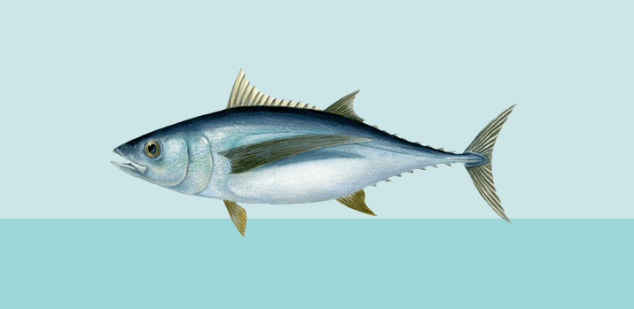 Why is tuna a superfood Is tuna the healthiest fish